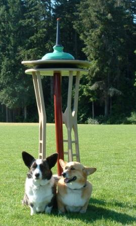 corgis take over the Space Needle!