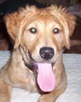 to friends pets page